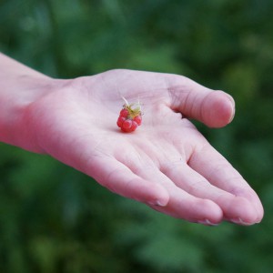 raspberry-handed-166378_1280